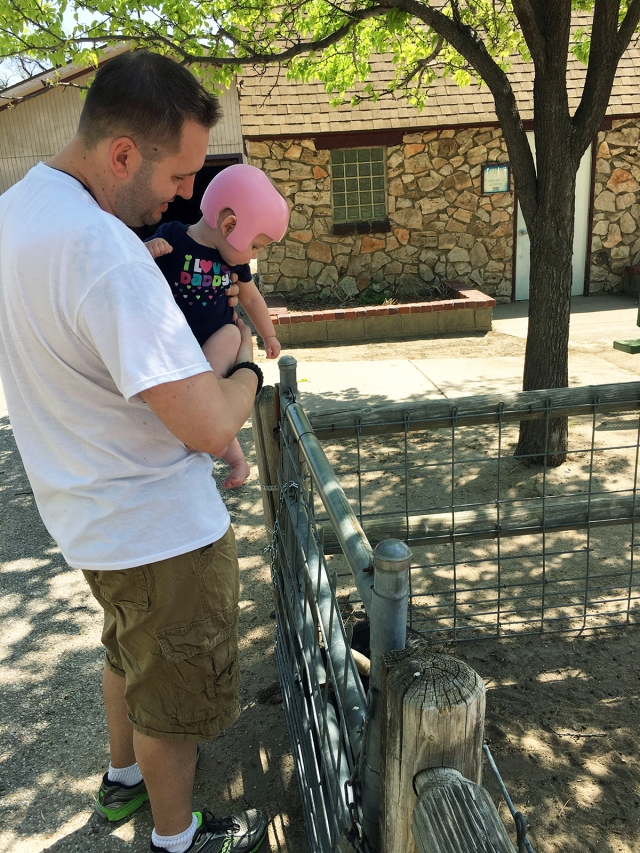 plagiocephaly baby first trip to zoo with daddy